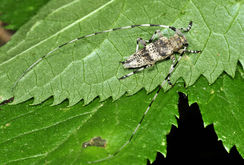 Acanthocinus griseus (Cerambycidae)